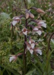 E. palustris 2 (Devon)